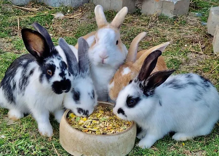 Отель Oelmuehle